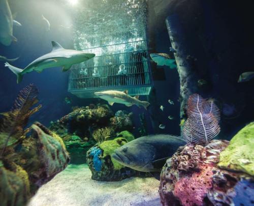 A diver's cage in an aquarium surrounded by sharks and colorful coral reefs.