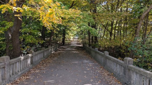 A serene pathway through a forest, lined with trees and autumn leaves, leading to a distant, sunlit area.