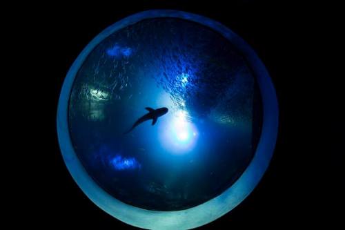 A silhouette of a shark swimming beneath a bright blue light, viewed through a circular underwater window.