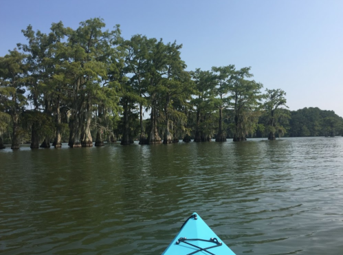 A kayak view of calm water surrounded by lush, green trees and cypress knees under a clear blue sky.