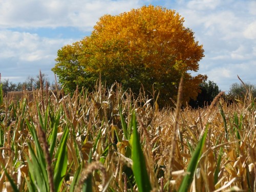 A vibrant orange tree stands tall behind a field of golden corn under a partly cloudy sky.