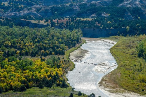 A winding river flows through a lush landscape with trees and hills, featuring a few cattle grazing nearby.