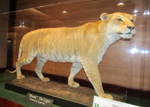 Taxidermy display of "Shasta," a liger, showcasing its large, muscular body and distinctive stripes.