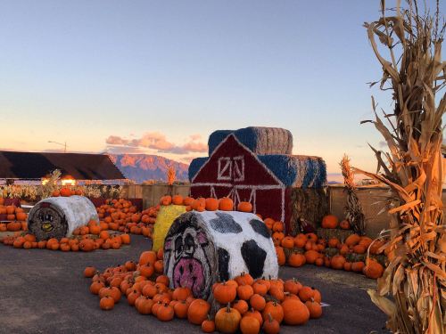 A colorful autumn scene with hay bales, pumpkins, and a painted barn against a sunset sky.