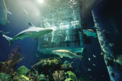 A cage submerged in water with people inside, surrounded by swimming sharks and colorful coral.