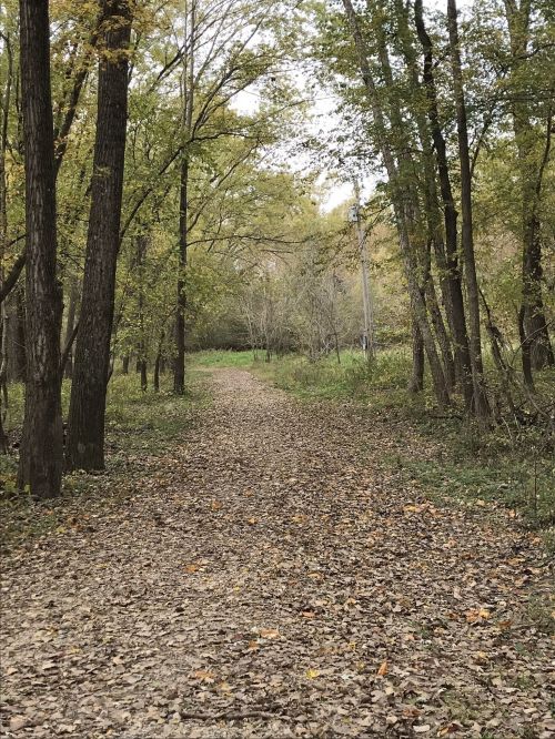 A winding dirt path through a forest with trees and fallen leaves, surrounded by greenery in autumn.