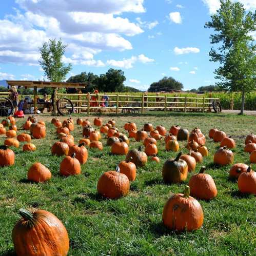 A field of pumpkins on green grass, with trees and a wooden fence in the background under a blue sky.