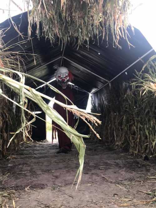 A creepy clown stands in a dark, narrow path surrounded by tall corn stalks inside a tent.