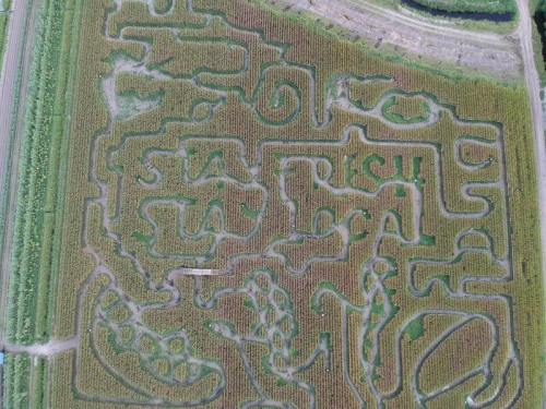 Aerial view of a corn maze with intricate pathways and designs in a green field.