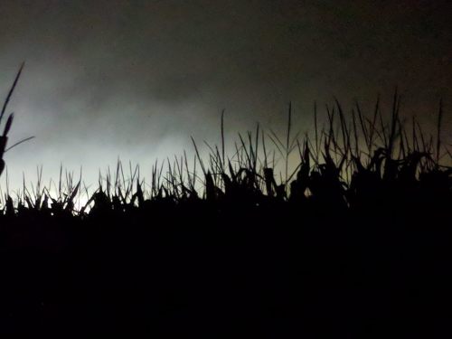 Silhouette of tall corn stalks against a dark, cloudy sky with faint light in the background.