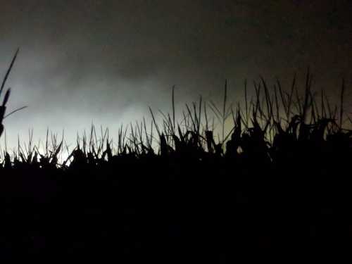 Silhouette of tall corn stalks against a dark, cloudy sky with faint light in the background.