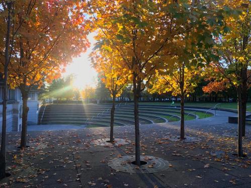 Sunlight filters through vibrant autumn leaves, illuminating a park with steps and scattered fallen leaves.