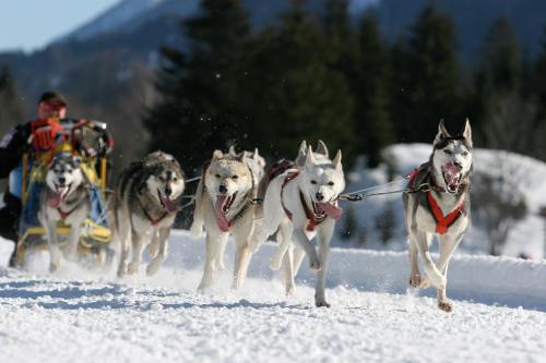 A team of sled dogs runs through snowy terrain, pulling a sled with a musher behind them. Trees and mountains in the background.