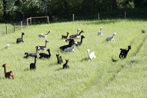 alt