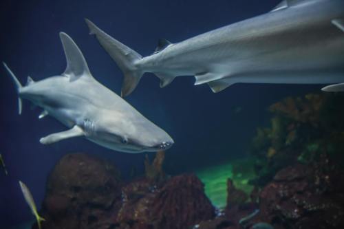 Two sharks swimming gracefully in an aquarium, surrounded by colorful underwater plants and rocks.