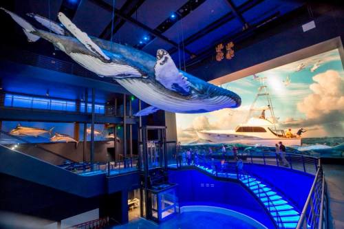 A large whale model hangs from the ceiling in a modern aquarium, with blue lighting and a mural of a boat on the wall.