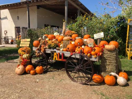 A rustic cart filled with various pumpkins and gourds, decorated with autumn flowers, set against a sunny backdrop.