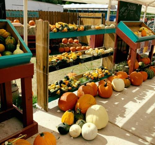 A vibrant display of various pumpkins and gourds arranged on shelves at a farm stand.
