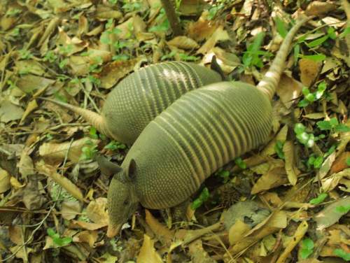 Two armadillos resting on the forest floor, surrounded by leaves and greenery.
