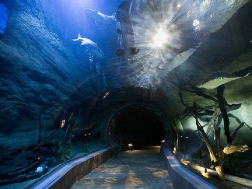 A serene underwater tunnel with dolphins swimming above and aquatic plants along the sides, illuminated by soft lights.
