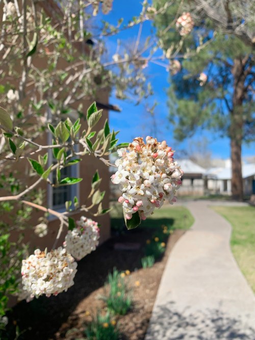 A close-up of white and pink flowers on a bush, with a pathway and trees in the background under a blue sky.