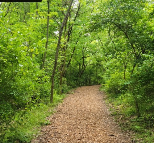 A winding dirt path through a lush, green forest filled with trees and foliage.