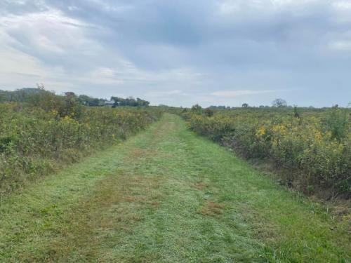 A grassy path stretches through a field, flanked by wildflowers under a cloudy sky.