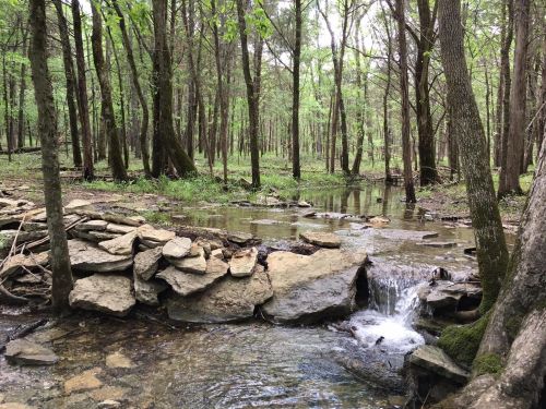 A serene forest scene with a small stream flowing over rocks, surrounded by lush green trees.