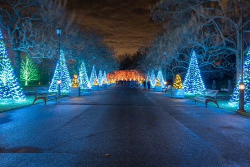 A festive pathway lined with illuminated Christmas trees and benches, glowing in blue and warm lights at night.