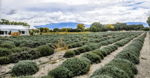 A scenic view of a lavender field with rounded bushes, under a cloudy sky and mountains in the background.