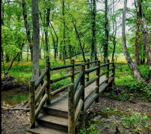 A wooden bridge crosses a small stream in a lush, green forest with trees and foliage surrounding the area.