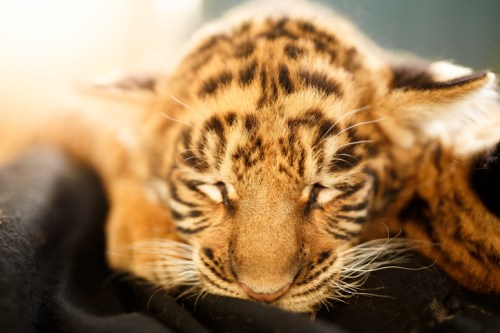 A close-up of a sleeping tiger cub with distinctive orange and black stripes, resting on a dark surface.