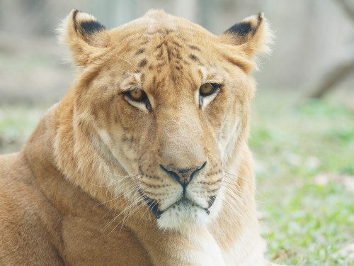 A close-up of a tiger resting on the ground, showcasing its striking facial features and intense gaze.