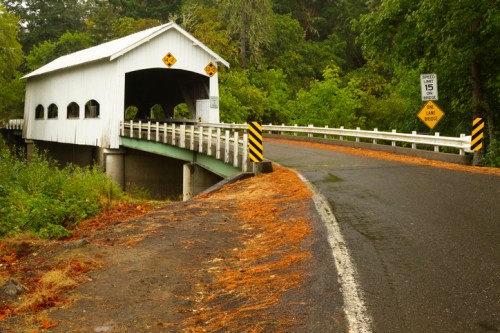 A white covered bridge spans a road surrounded by lush greenery and fallen leaves, with caution signs visible.
