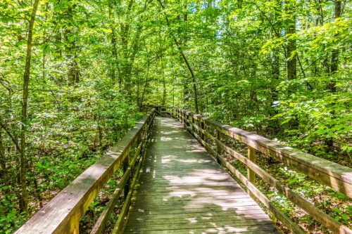 A wooden boardwalk winding through a lush, green forest filled with trees and sunlight.