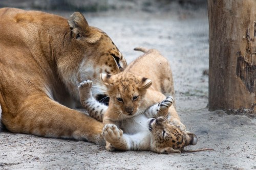 A lioness and her playful cubs interact on the sandy ground, showcasing their bond and playful nature.