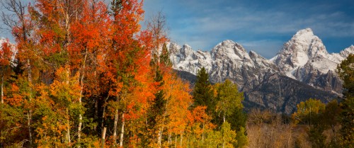 Vibrant autumn trees in the foreground with snow-capped mountains under a clear blue sky in the background.