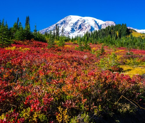Vibrant autumn foliage in the foreground with a snow-capped mountain and clear blue sky in the background.