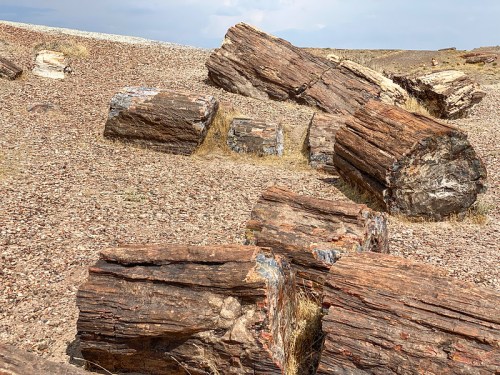 Fossilized tree trunks scattered across a rocky landscape under a cloudy sky.