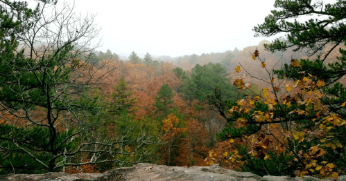 Foggy autumn landscape with colorful trees and a rocky foreground, showcasing vibrant fall foliage.