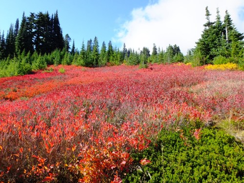 A vibrant landscape of red and green foliage under a blue sky, with evergreen trees in the background.
