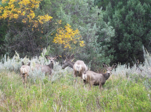 A group of deer stands in a grassy area surrounded by trees and autumn foliage.