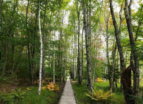 A wooden path through a lush green forest with tall trees and ferns on either side.