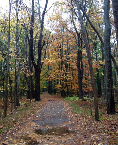 A serene forest path lined with trees displaying autumn foliage, with fallen leaves and a puddle on the ground.