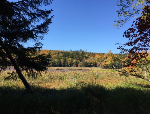 A serene landscape featuring a field with tall grass, framed by trees and colorful autumn foliage under a clear blue sky.