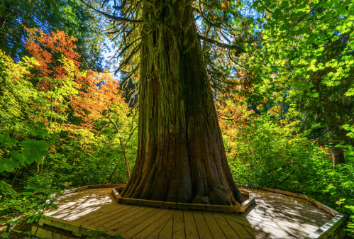 A large tree stands on a wooden platform, surrounded by vibrant green and autumn-colored foliage in a forest.