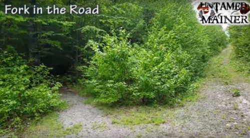 A fork in a dirt path surrounded by lush greenery, with one path leading into the woods and the other continuing straight.