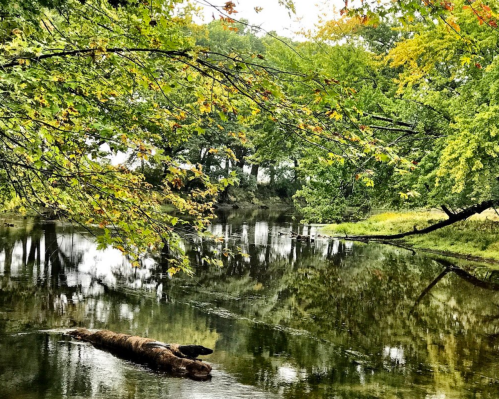A serene river scene with lush green trees reflecting in the water, featuring a fallen log in the foreground.