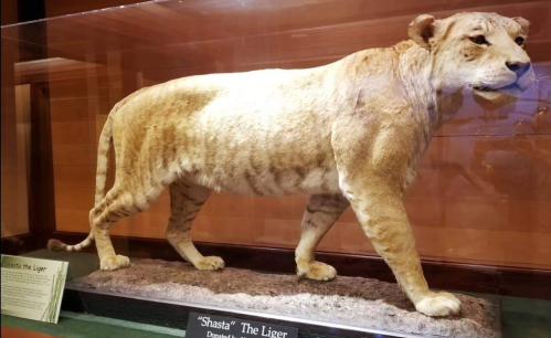 Taxidermy display of "Shasta," a liger, showcasing its large, muscular body and distinctive features.