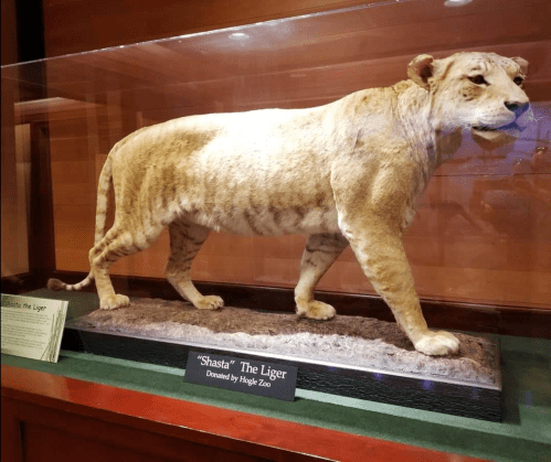 Taxidermy display of "Shasta" the liger, showcasing its unique lion and tiger features in a glass case.
